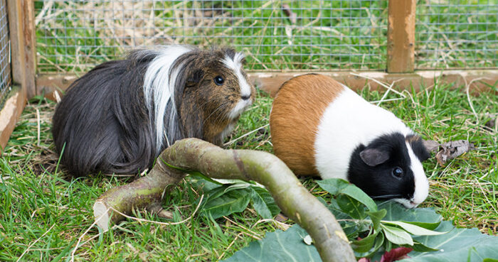 Can guinea pigs online eat dock leaves